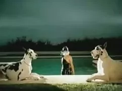Dilettante pompino f ...